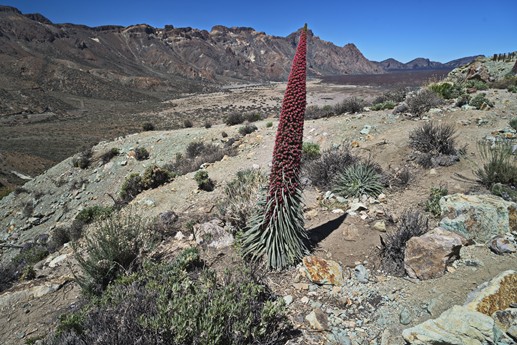 14 maggio Teide